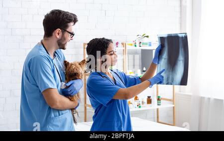Chirurghi veterinari che leggono la radiografia mentre tengono il cane piccolo alla clinica Foto Stock