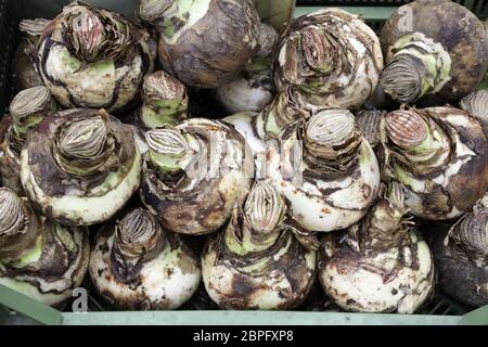 Lampadine in un mercato, dettaglio di piante e sementi Foto Stock