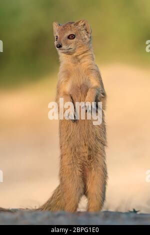 Un allarme giallo mongoose (Cynictus penicillata) in posizione eretta, deserto Kalahari, Sud Africa Foto Stock