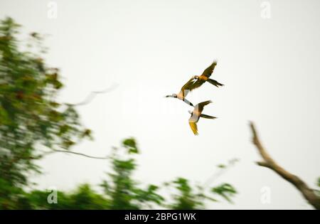 Tre macaw blu-e-oro, Ara ararauna, nella foresta pluviale alla stazione di campo di Cana, il parco nazionale di Darien, provincia di Darien, Repubblica di Panama. Foto Stock