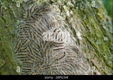 Processionea di quercia (Thaumetopea processionea), Caterpillars del processionary di quercia nel nido sul tronco di una quercia Foto Stock