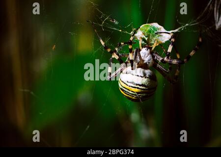Spider stretta gamma su uno sfondo sfocato. Foto Stock