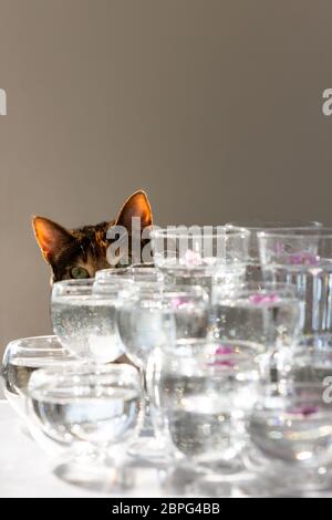 Il gatto sbircida dietro bicchieri d'acqua, guardando con interesse il lavoro del fotografo. Fuoco selettivo su Cat. Foto Stock