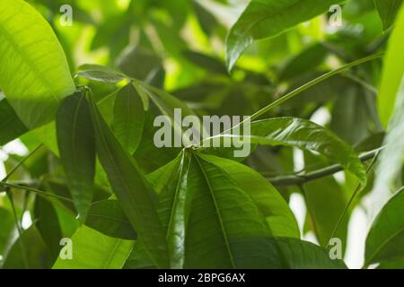 Albero di soldi Pachira aquatica con foglie in una forte ombra verde simbolo di fortuna ricchezza soldi cura albero vitalità cosmetica fresca Foto Stock
