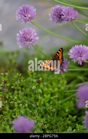 Piccola farfalla di tartaruga in un giardino di erbe Foto Stock