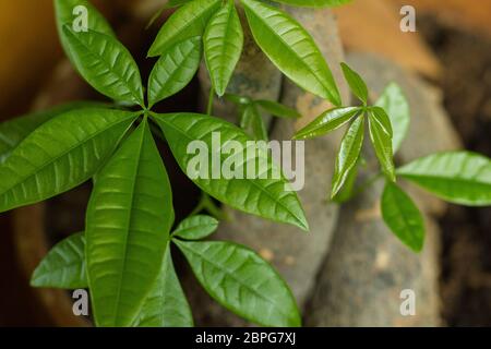 Albero di soldi Pachira aquatica con foglie in una forte ombra verde simbolo di fortuna ricchezza soldi cura albero vitalità cosmetica fresca Foto Stock