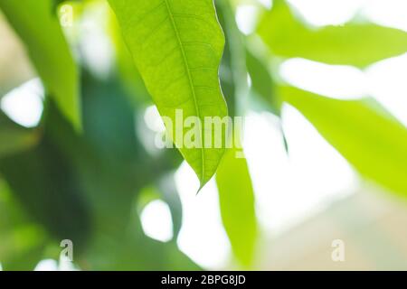 Albero di soldi Pachira aquatica con foglie in una forte ombra verde simbolo di fortuna ricchezza soldi cura albero vitalità cosmetica fresca Foto Stock