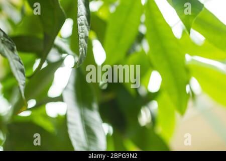 Albero di soldi Pachira aquatica con foglie in una forte ombra verde simbolo di fortuna ricchezza soldi cura albero vitalità cosmetica fresca Foto Stock