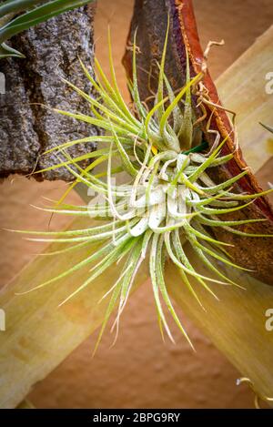 Bella composizione di Tillandsia, specie di albero sempreverde e perenne di piante fiorite in famiglia Bromeliaceae, nativo di foreste, montagne e dese Foto Stock