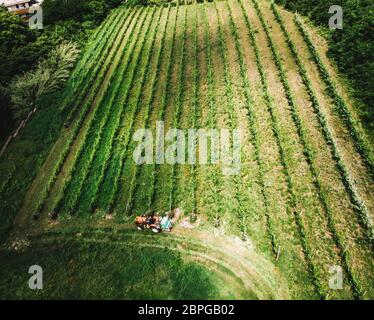 Torino. 18 maggio 2020. Foto aerea del 18 maggio 2020 mostra un vigneto a Torino. Credit: Federico Tardito/Xinhua/Alamy Live News Foto Stock