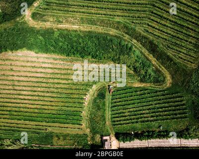 Torino. 18 maggio 2020. Foto aerea del 18 maggio 2020 mostra un vigneto a Torino. Credit: Federico Tardito/Xinhua/Alamy Live News Foto Stock