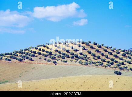 Oliveto in collina. Provincia di Jaen, Andalusia, Spagna. Foto Stock