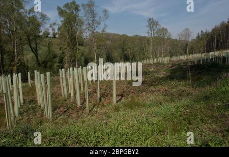 Piantagione di alberi appena piantati sostenuta da legno Stakes e tubi di plastica in una foresta chiarita in Devon Rurale, Inghilterra, Regno Unito Foto Stock