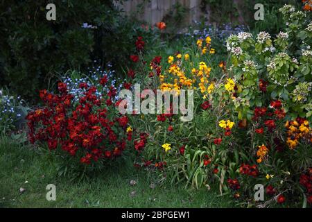 wallflowers e dimenticare di me nots che crescono in giardino Surrey Inghilterra Foto Stock