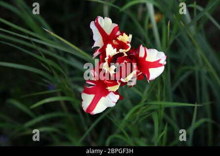 Tulipano di pappagallo rosso e bianco Foto Stock