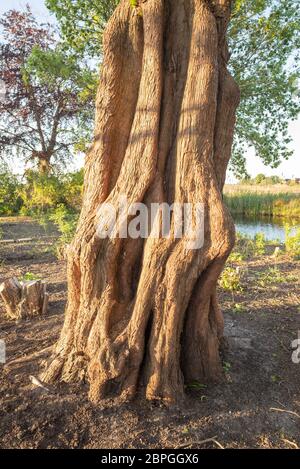 Immagine dettagliata del tronco testurizzato dell'albero di sequoia di Dawn (Metasequoia glyptostroboides) Foto Stock