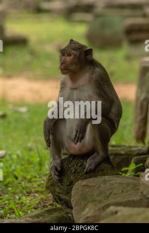 Lunga coda Macaque siede sul mucchio di pietre Foto Stock