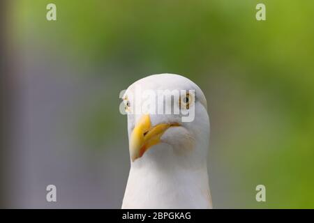 primo piano della testa dei gabbiani di aringa Foto Stock