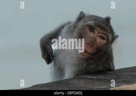 Lunga coda Macaque che si gratta dietro il muro di pietra Foto Stock