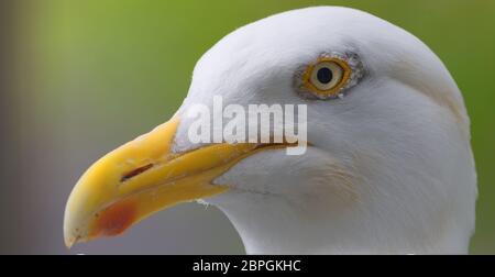 primo piano della testa dei gabbiani di aringa Foto Stock