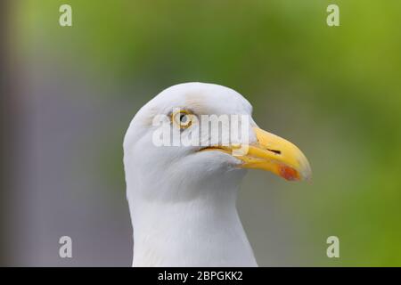primo piano della testa dei gabbiani di aringa Foto Stock