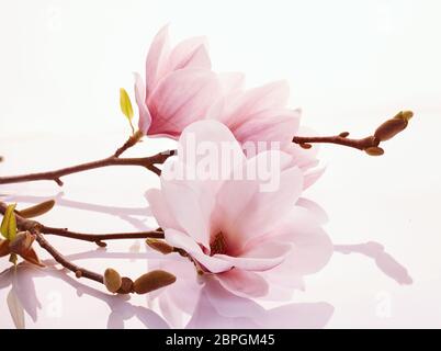 Rosa grazioso magnolia fiorisce su una superficie bianca riflettente simbolica dell'inizio della primavera e il mutare delle stagioni Foto Stock