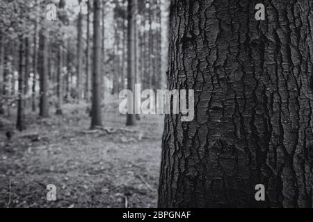 Baumstamm in einer Detailaufnahme - im Hintergrund ein Mischwald - schwarz weiß Foto Stock
