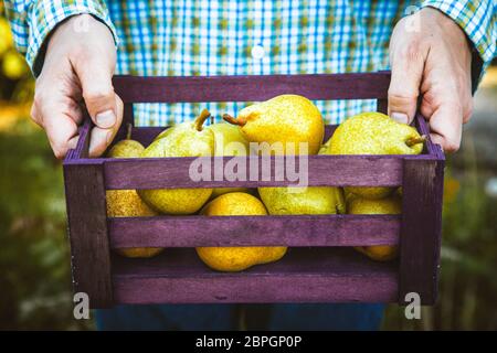 Frutta organica. Gli agricoltori mani di fresco con frutta raccolta. Fresche pere biologiche. Foto Stock