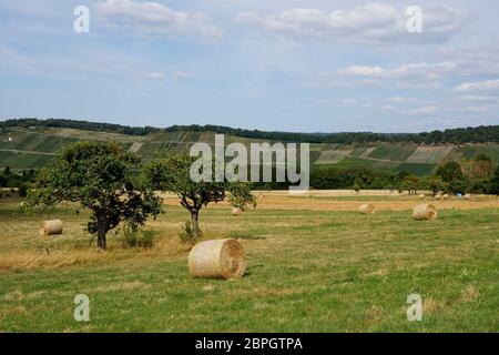 Vigneti vicino a Lieser nella Valle della Mosella in Germania Foto Stock