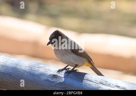 Bulbul comune vicino fino dal Parco Nazionale di Pilanesberg, Sud Africa. Safari e la fauna selvatica. Birdwatching.Pycnonotus barbatus Foto Stock