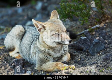 Volpe andina, lycalopex culpaeus, culpeo, zorro culpeo o lupo andino, riposante all'ombra sulle pendici del Volcan Osorno, regione di Los Lagos, Cile Foto Stock