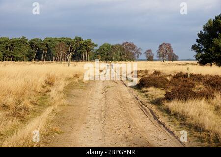 Otteroo Paesi Bassi - 26 dicembre 2015 - Sentiero nel Parco Nazionale Hoge Veluwe nei Paesi Bassi Foto Stock