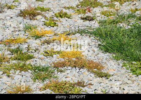 Erba trattata con glifosato. Distruzione della vegetazione su terreno cosparso di pietra frantumata. L'effetto del glifosato sulle piante. Foto Stock