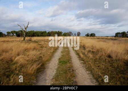 Trail nel Parco Nazionale Hoge Veluwe nei Paesi Bassi Foto Stock