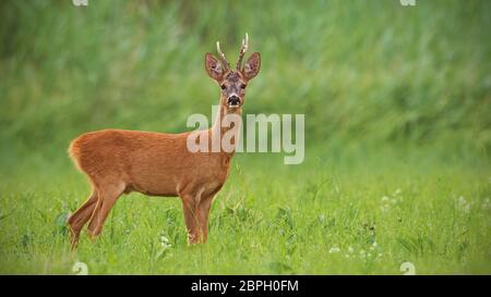 Il capriolo Capreolus capreolus, buck con verde chiaro sfondo sfocato. Mammiferi selvatici in natura. Composizione Panoramatic. Foto Stock