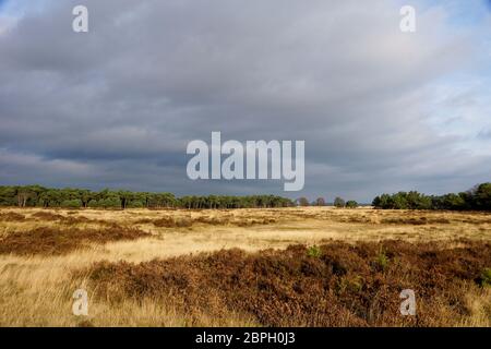 Trail nel Parco Nazionale Hoge Veluwe nei Paesi Bassi Foto Stock