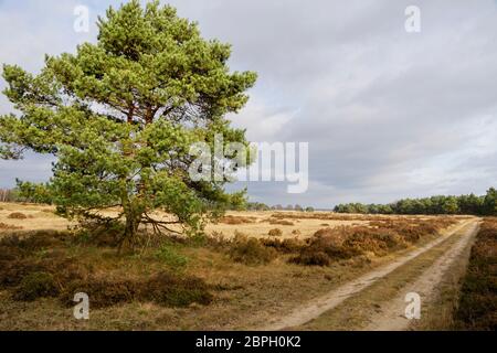 Trail nel Parco Nazionale Hoge Veluwe nei Paesi Bassi Foto Stock