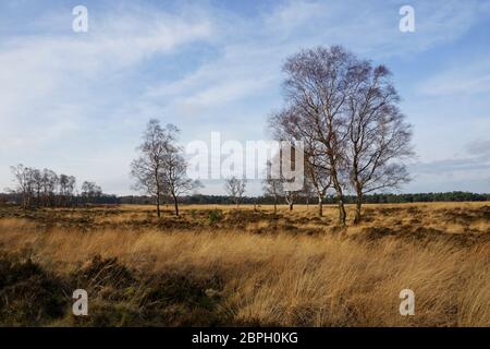 Trail nel Parco Nazionale Hoge Veluwe nei Paesi Bassi Foto Stock