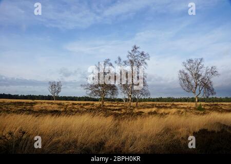 Trail nel Parco Nazionale Hoge Veluwe nei Paesi Bassi Foto Stock