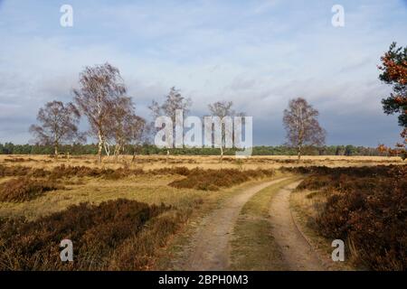 Trail nel Parco Nazionale Hoge Veluwe nei Paesi Bassi Foto Stock