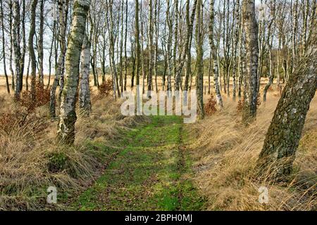 Trail nel Parco Nazionale Hoge Veluwe nei Paesi Bassi Foto Stock