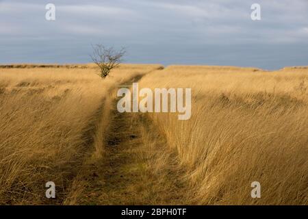 Trail nel Parco Nazionale Hoge Veluwe nei Paesi Bassi Foto Stock