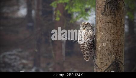 Allocco degli Urali, Strix uralensis, dormendo in una foresta nascosta da un albero. Uccello notturno in ambiente naturale. Rilassata animale in natura. Foto Stock