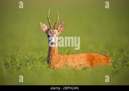 Capriolo, caprelous capreolus, buck in quadrifoglio verde con sfondo sfocato. Il cervo maschio roebuck in estate con morbida luce della sera. Fauna colorata sc Foto Stock