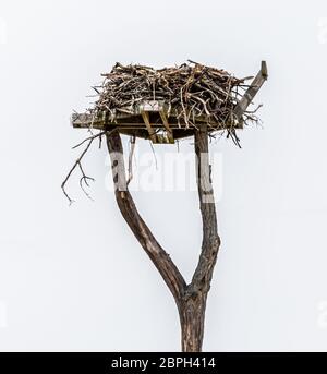 Osprey nidifica su una piattaforma su sfondo bianco, Shelter Island, NY Foto Stock