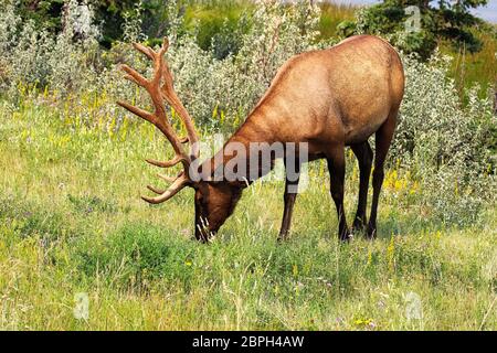 Un grande bull elk lambisce sull'erba. Foto Stock