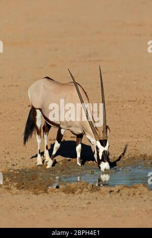 Un antilope gemsbok (Oryx gazella) acqua potabile, deserto Kalahari, Sud Africa Foto Stock