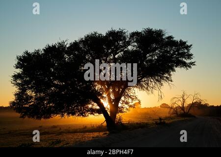 Tramonto con il profilarsi di albero e polvere, deserto Kalahari, Sud Africa Foto Stock