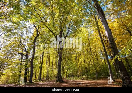 Foresta autunnale con foglie di arancio e giallo. Boschi densi con fitti balsami in autunno. Foto Stock