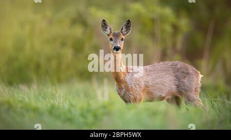 Il capriolo Capreolus capreolus, la femmina del cervo femmina in primavera in piedi su un prato. Primo piano di un mammifero selvaggio con sfondo sfocato. Foto Stock